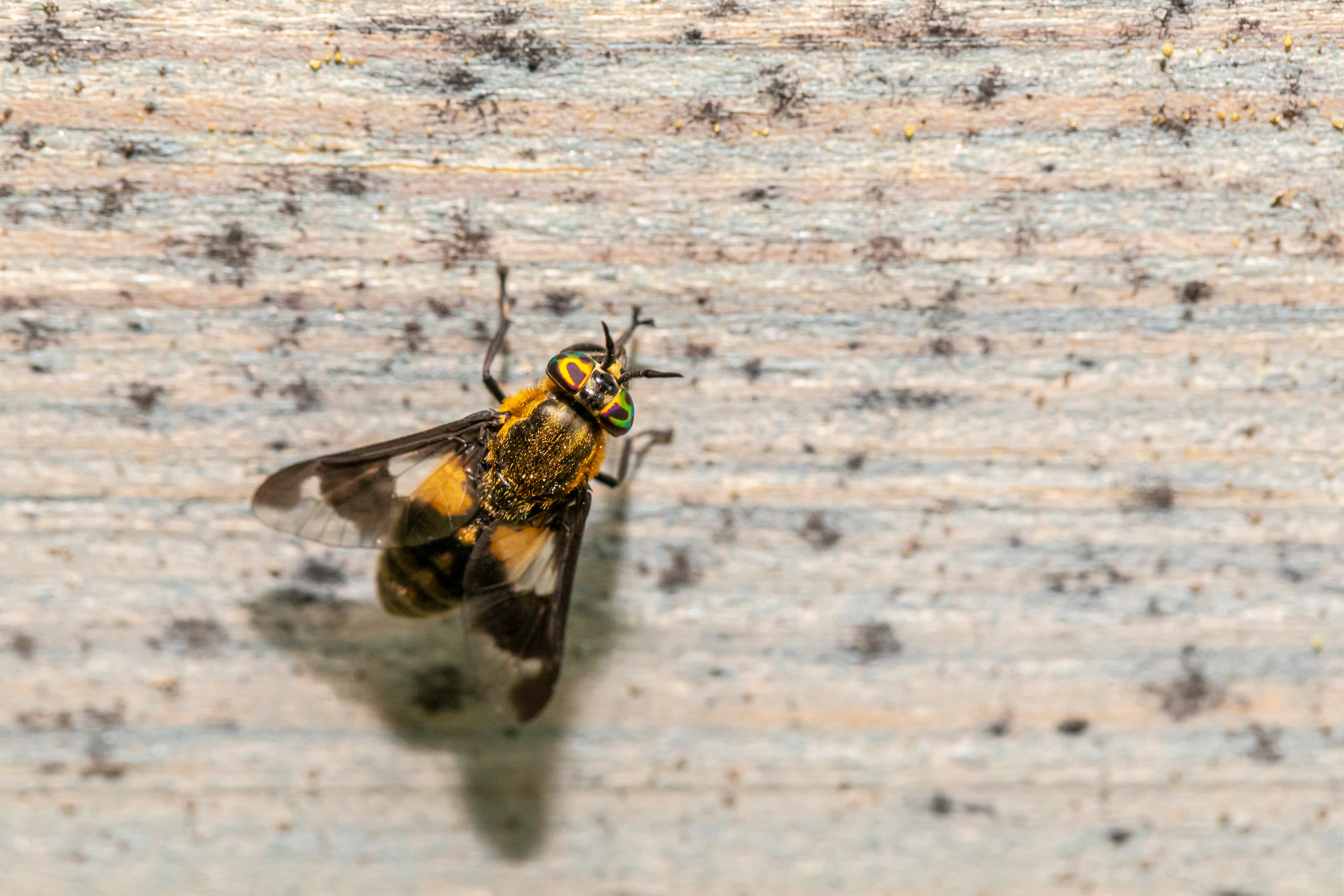 black and yellow bee on white textile