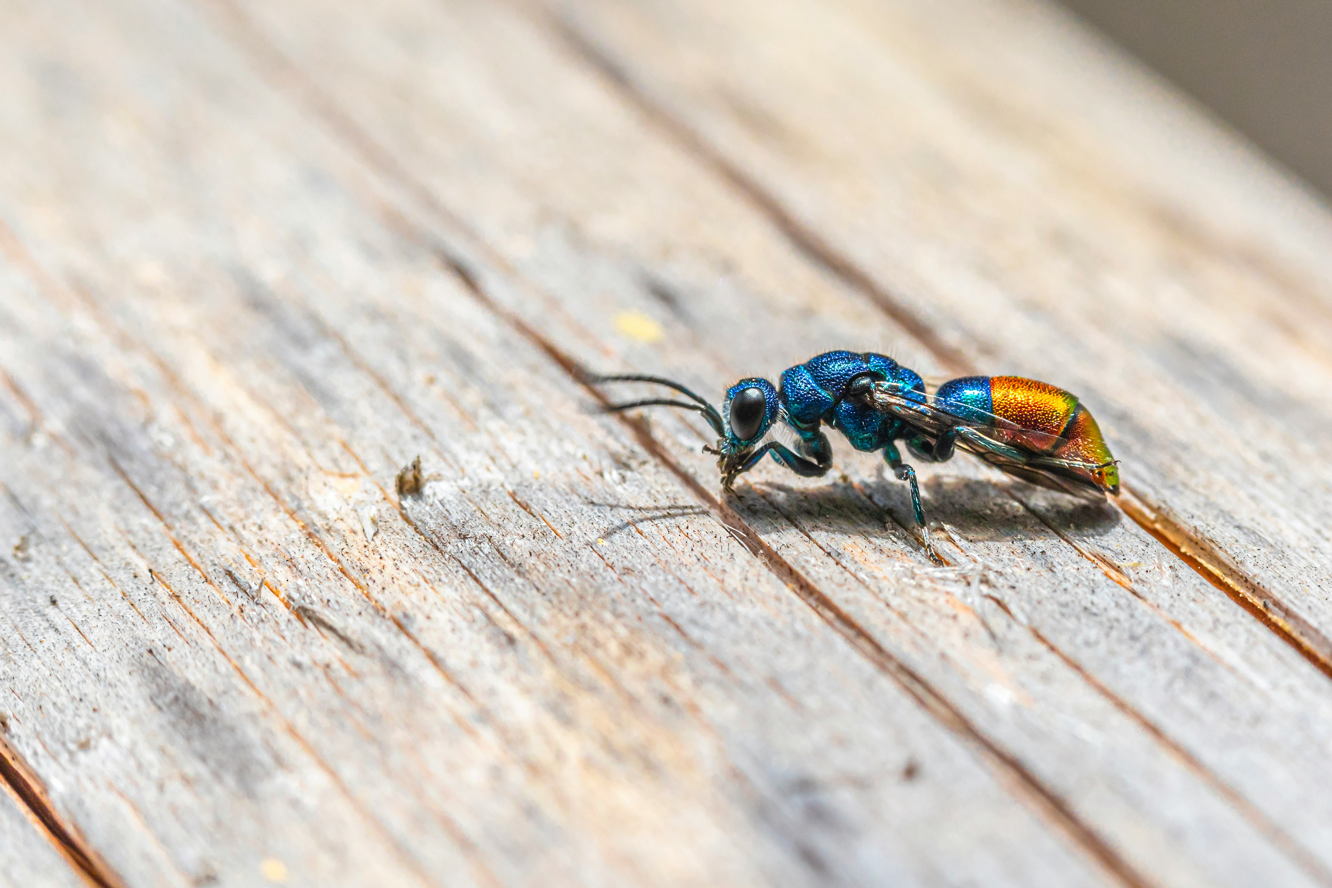 blue and black insect on brown wooden surface