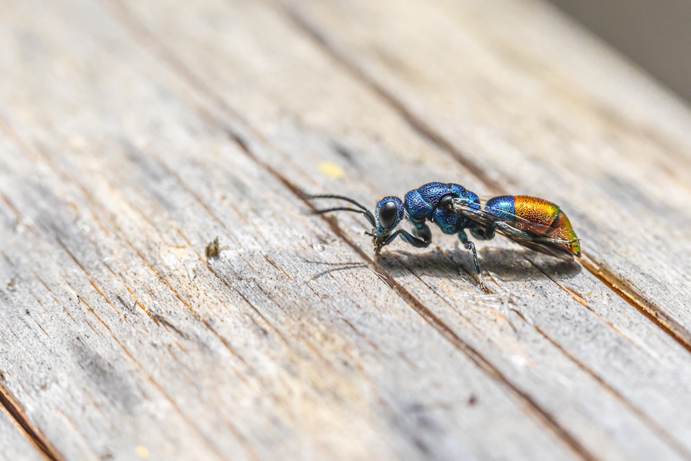 blue and black insect on brown wooden surface