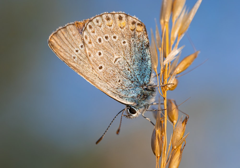 blauer und brauner Schmetterling sitzt tagsüber auf gelber Blume in Nahaufnahmen