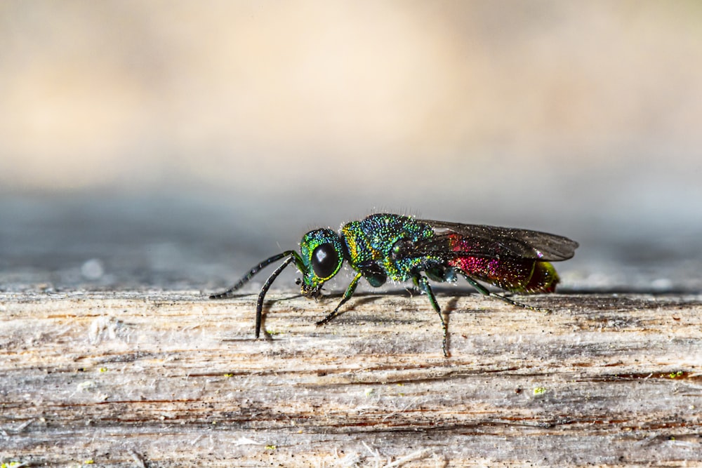 green and black insect on brown wooden surface