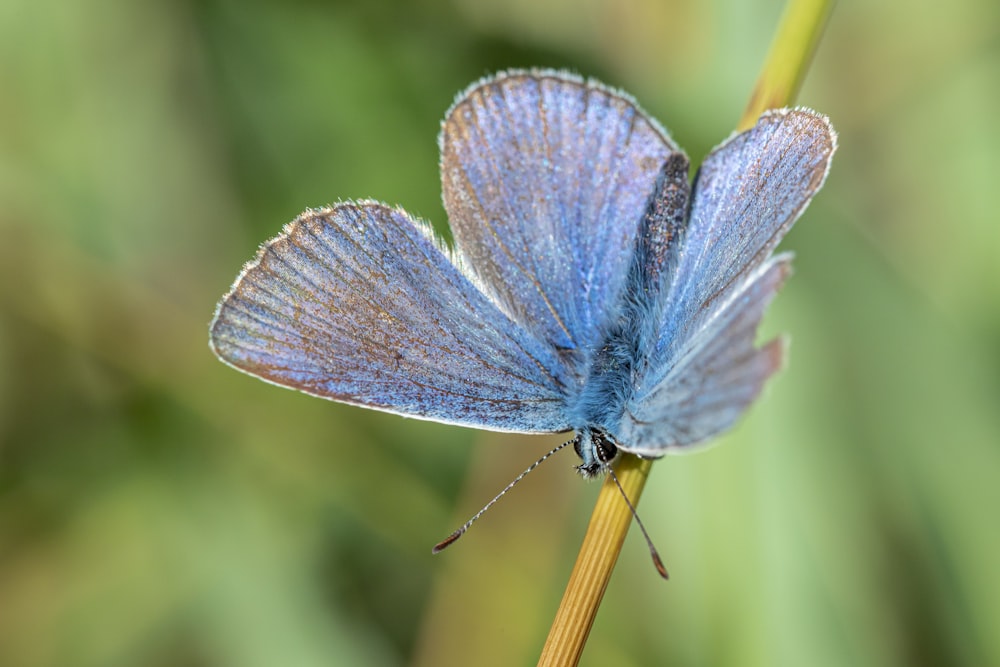 blue and white butterfly perched on brown stick in close up photography during daytime