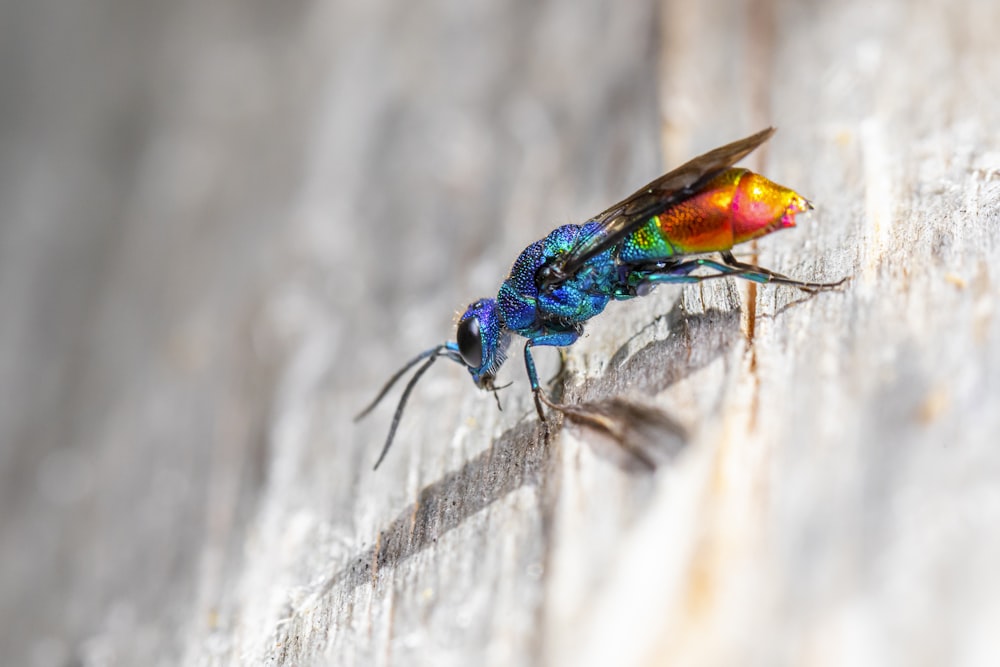 Insecto azul y verde sobre tela blanca