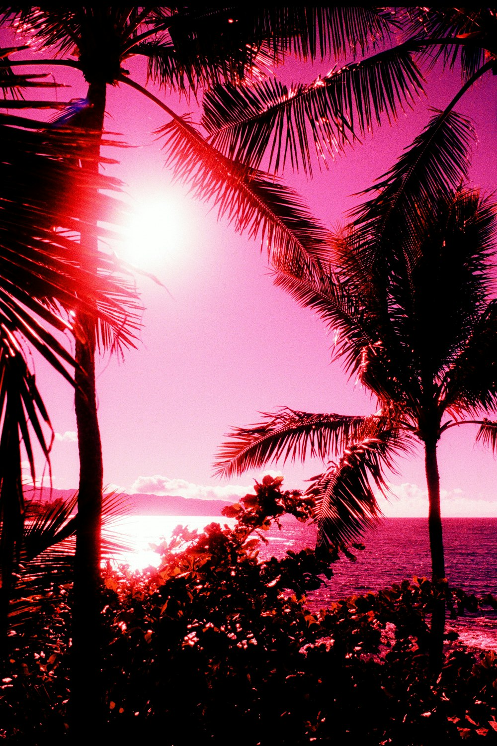 coconut tree near sea during sunset