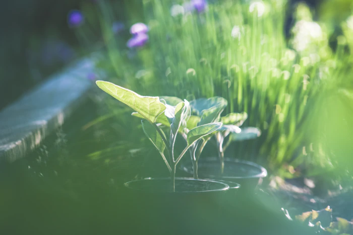 Environmental sustainability