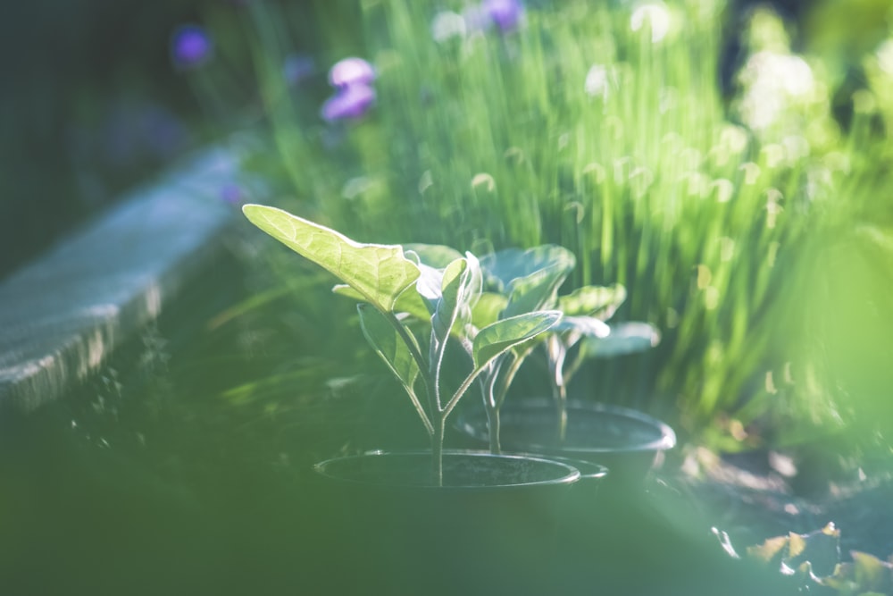 green leaf on water during daytime