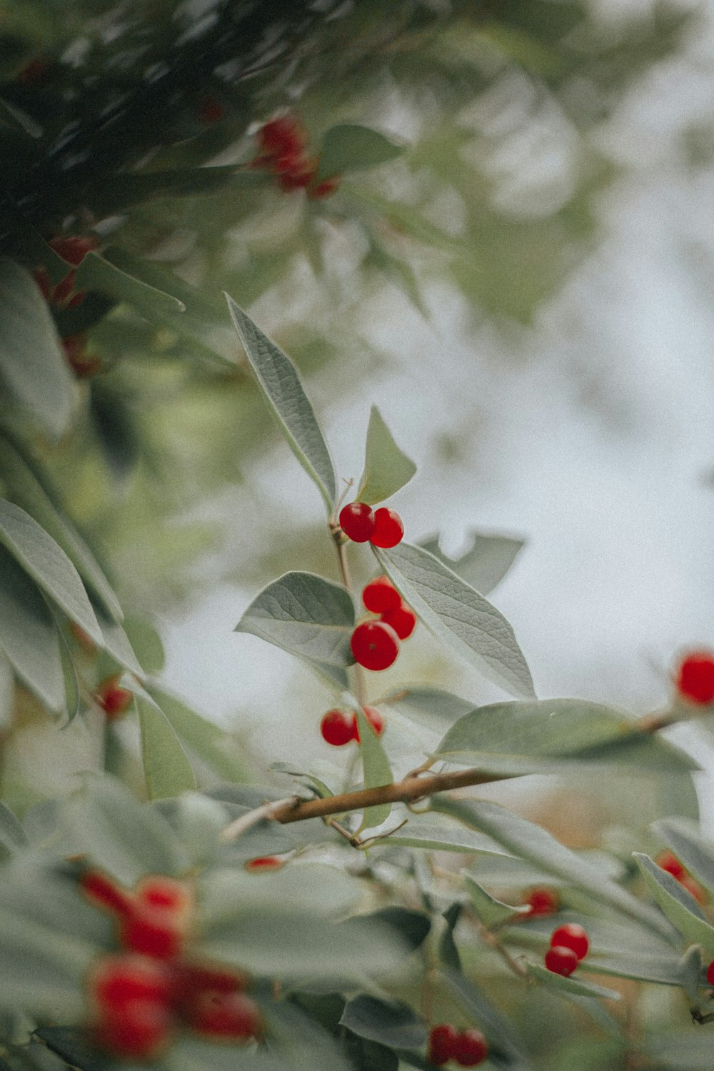 red and green leaves in tilt shift lens