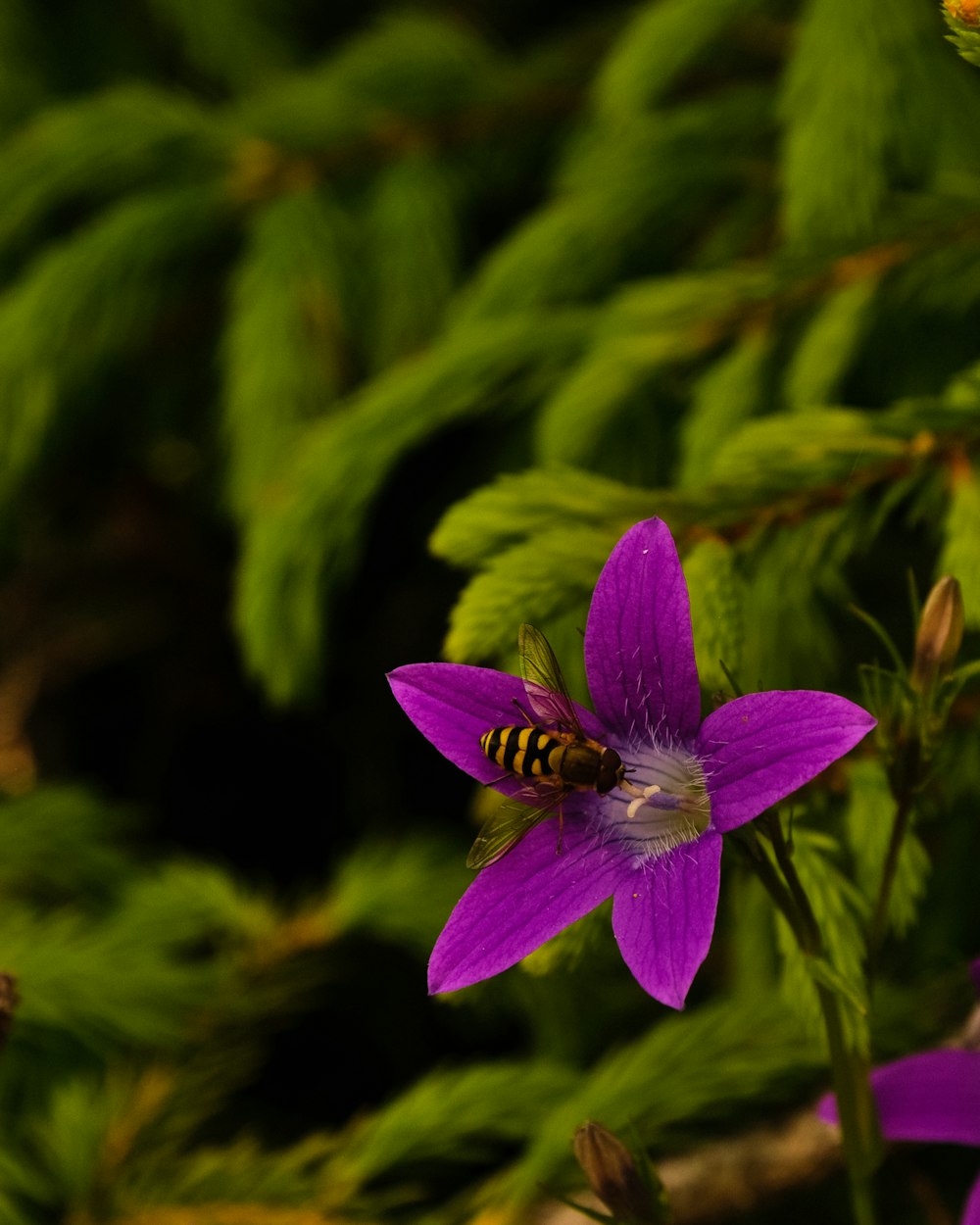 purple flower in tilt shift lens