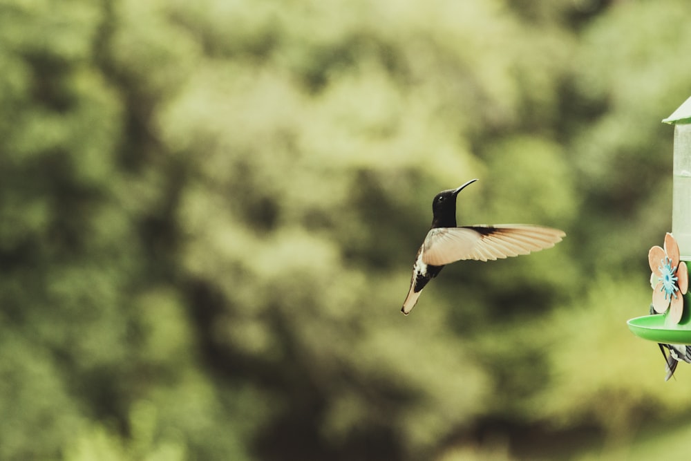 black and brown humming bird flying during daytime
