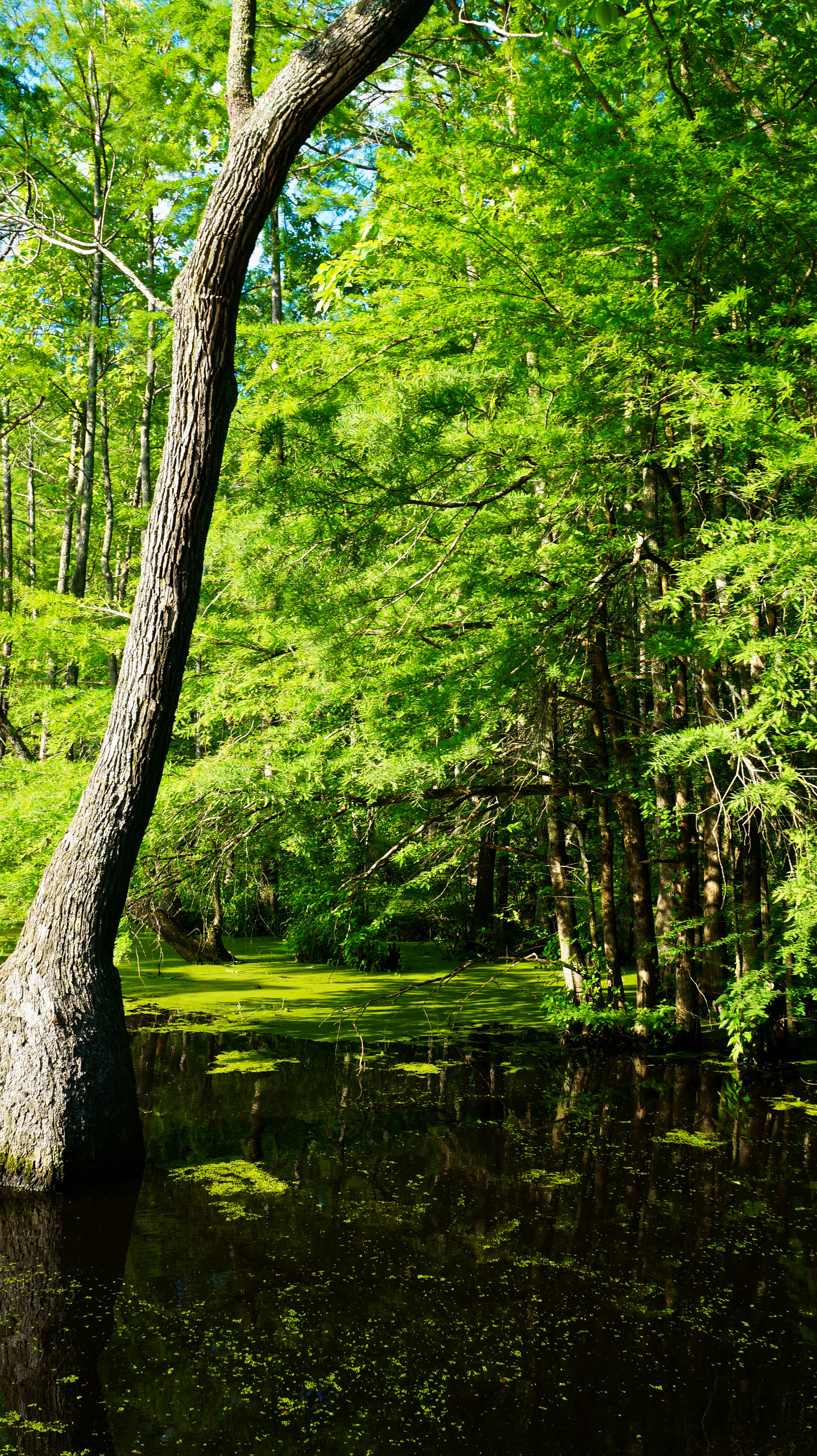 green trees near river during daytime