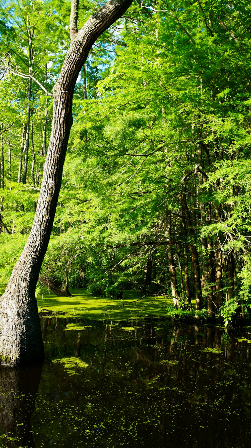 green trees near river during daytime