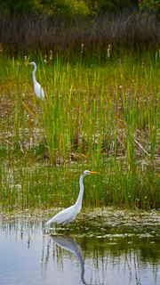white bird flying over green grass field during daytime