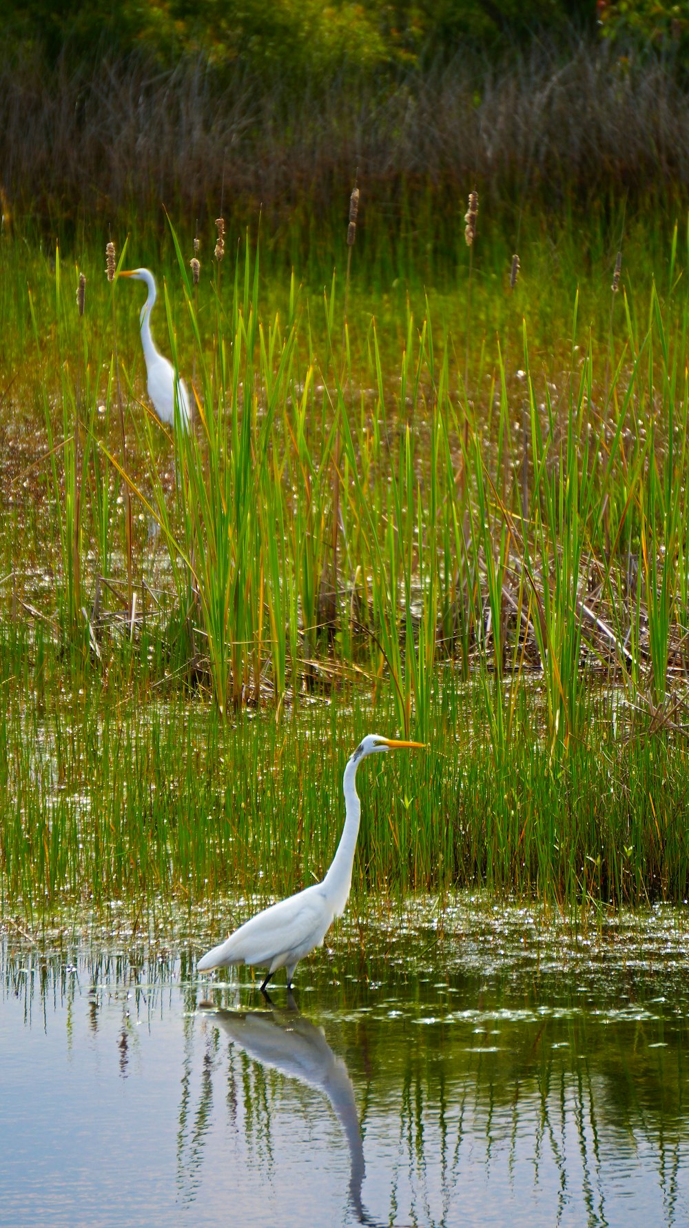 white bird flying over green grass field during daytime