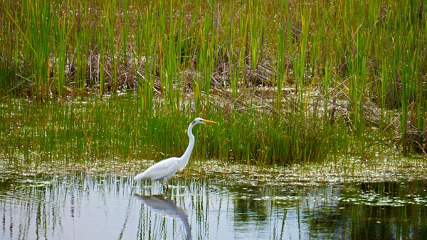 RAMSAR Sites