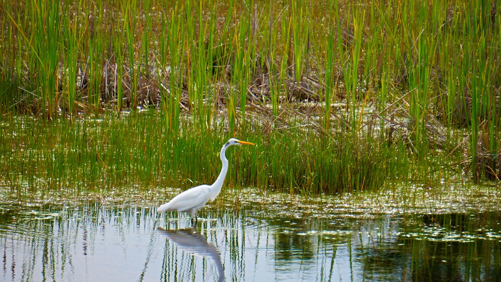 pássaro branco na água perto da grama verde durante o dia