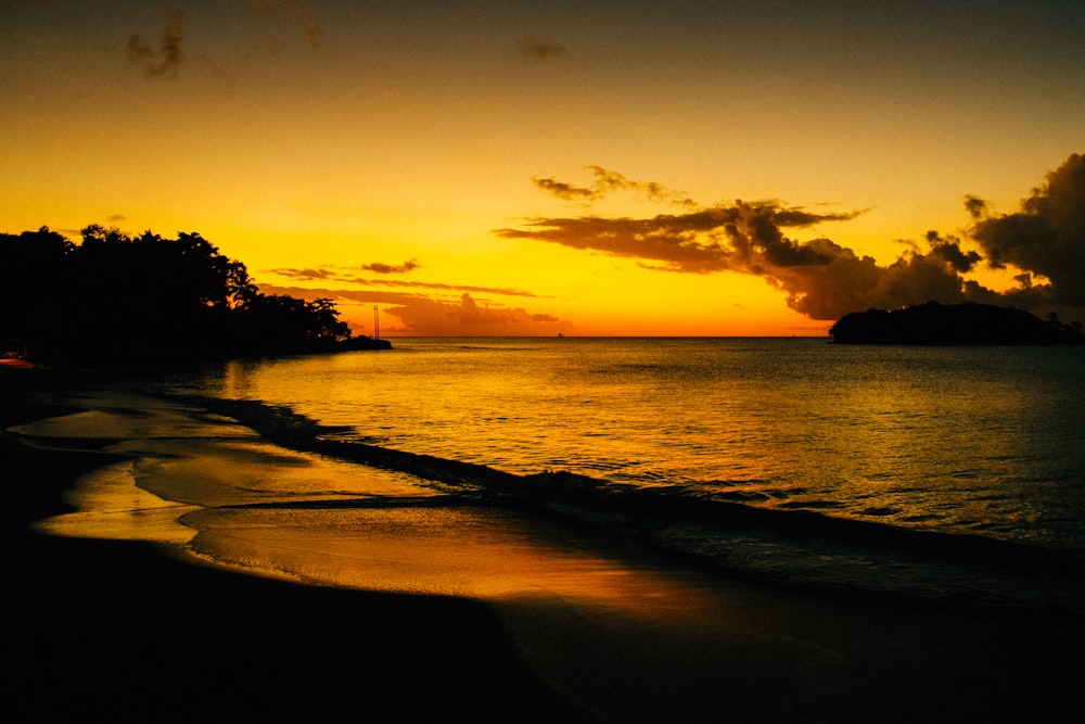 silhouette of trees near body of water during sunset