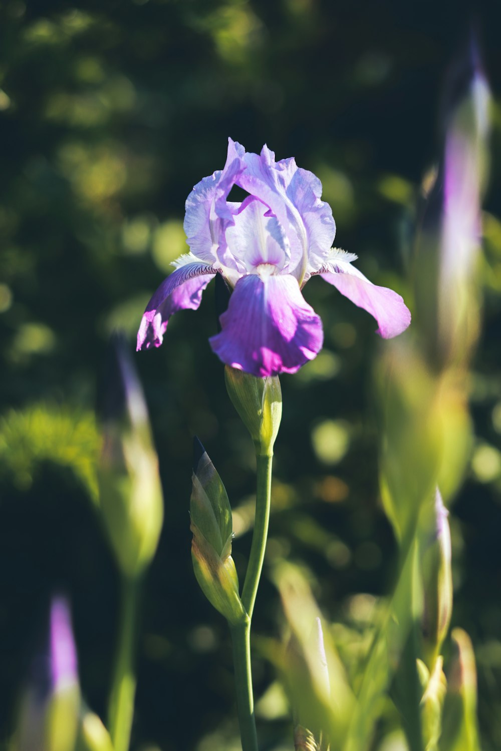 purple flower in tilt shift lens