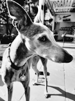A close-up black and white photo of a dog with short fur, wearing a collar with a heart-shaped tag. It is standing outdoors on a paved surface, looking to the side. In the background, there is a blurred view of a patio with outdoor furniture.