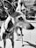A close-up black and white photo of a dog with short fur, wearing a collar with a heart-shaped tag. It is standing outdoors on a paved surface, looking to the side. In the background, there is a blurred view of a patio with outdoor furniture.