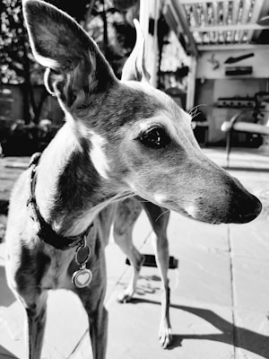 A close-up black and white photo of a dog with short fur, wearing a collar with a heart-shaped tag. It is standing outdoors on a paved surface, looking to the side. In the background, there is a blurred view of a patio with outdoor furniture.