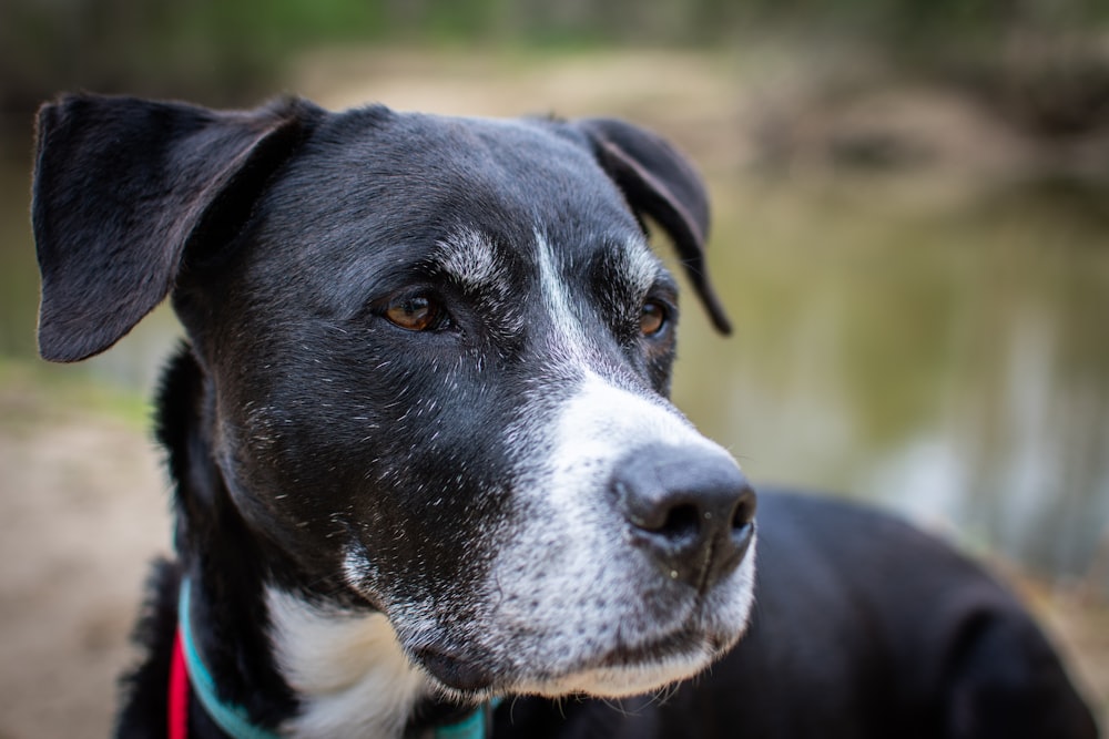 black and white short coated dog