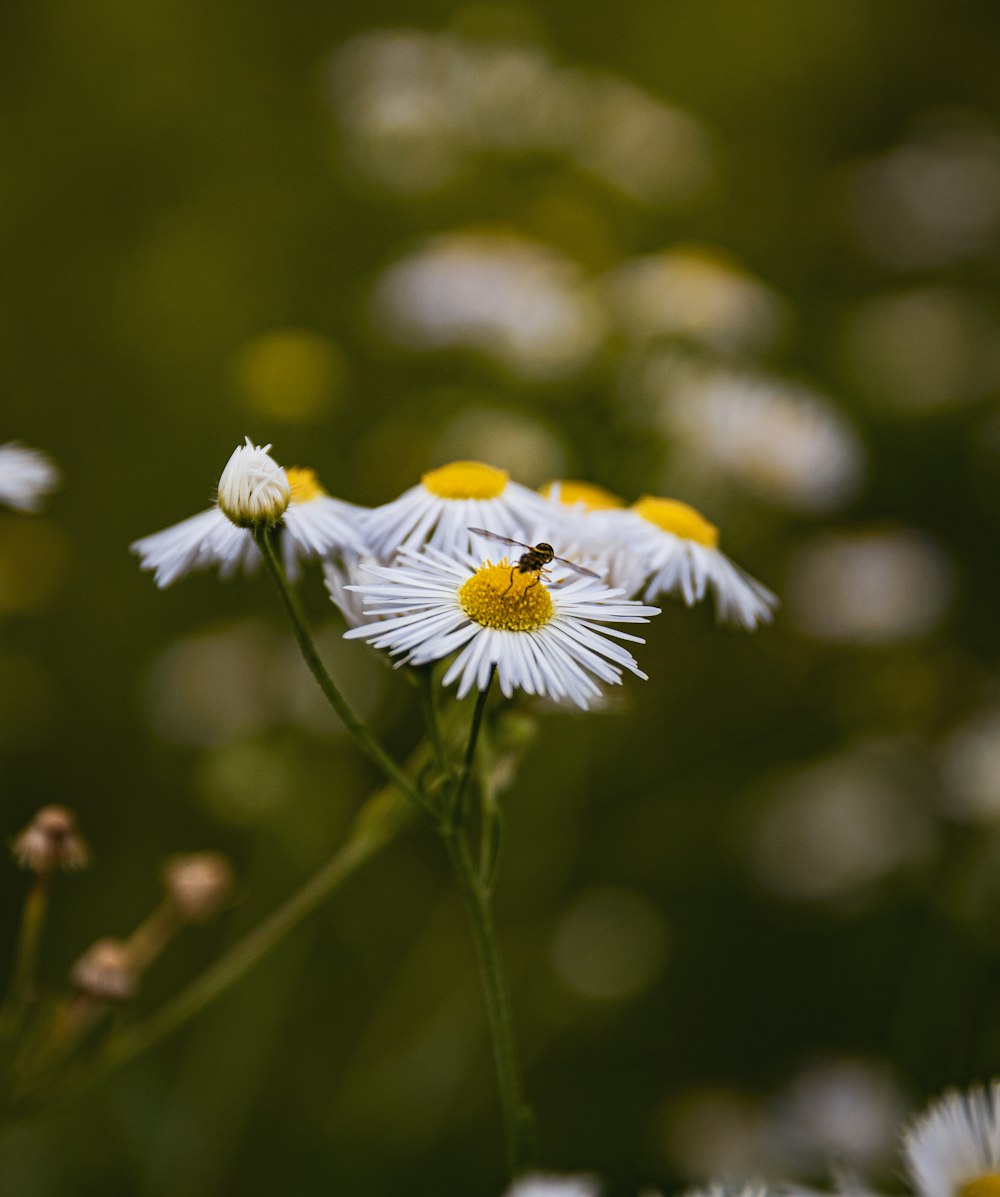 margarita blanca y amarilla en flor durante el día