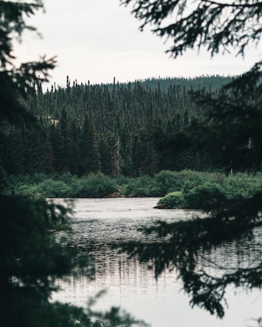 green trees beside river under cloudy sky during daytime in Grands-Jardins National Park Canada