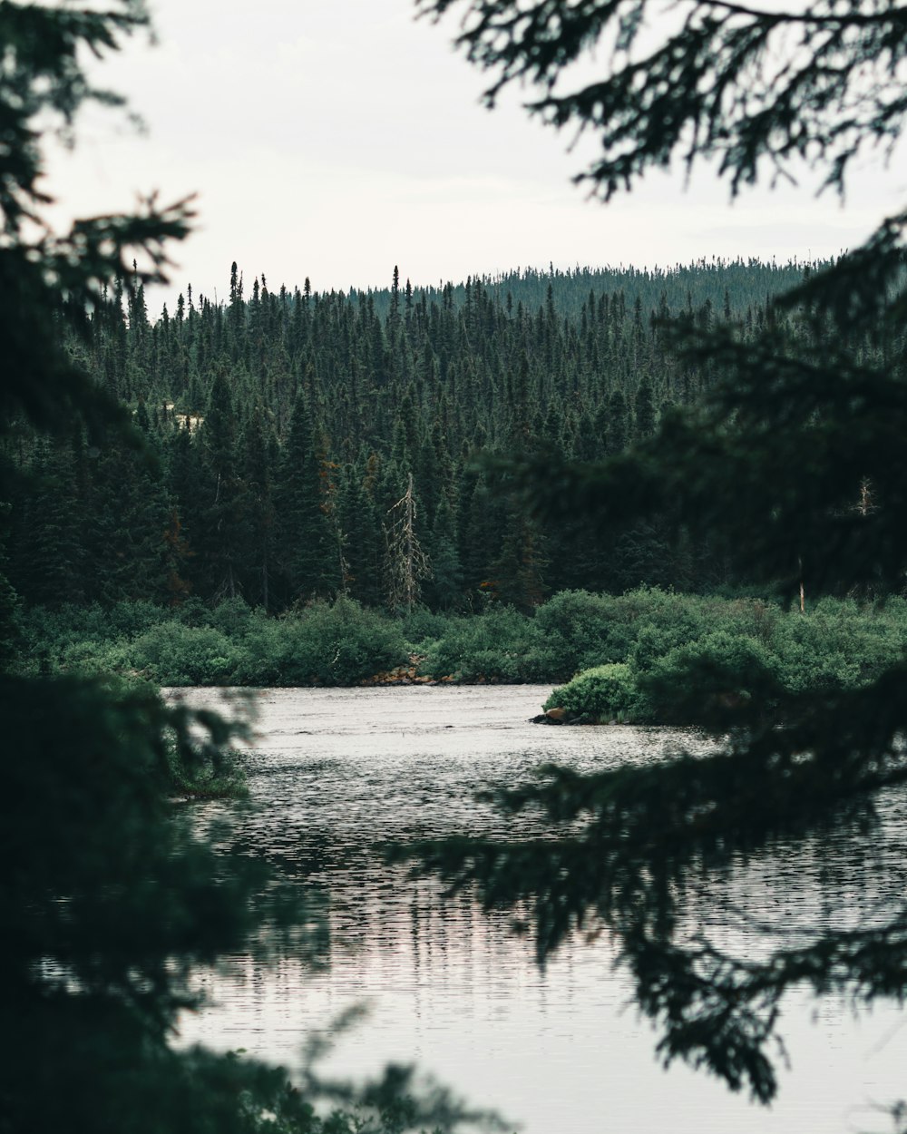 green trees beside river under cloudy sky during daytime