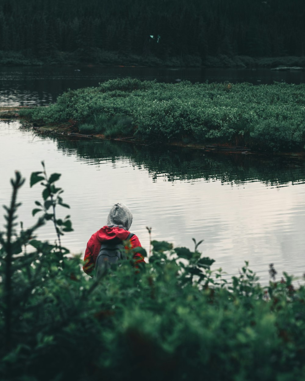 red and gray bird on body of water during daytime