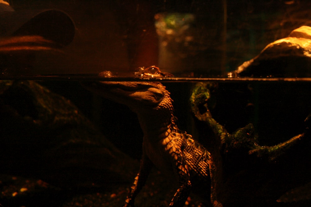 crocodile brun et noir dans un réservoir en verre transparent