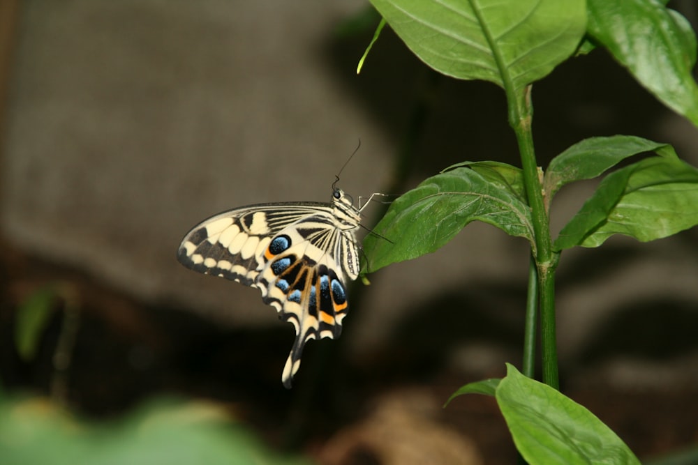 black white and yellow butterfly perched on green leaf in close up photography during daytime