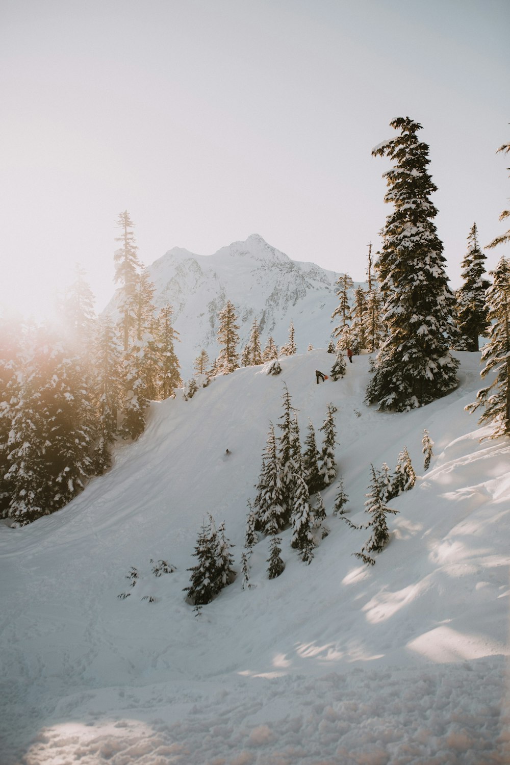 green pine tree on snow covered mountain during daytime