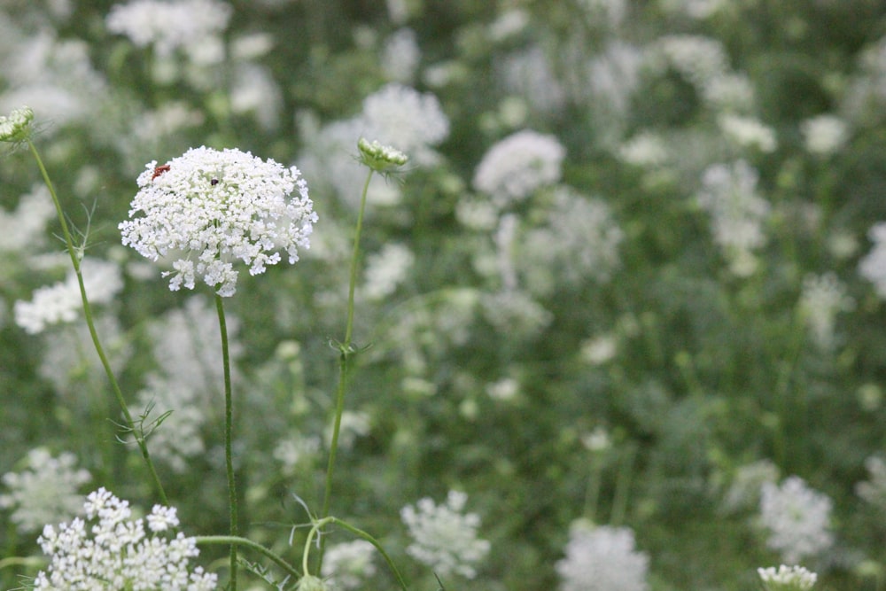 white flowers in tilt shift lens