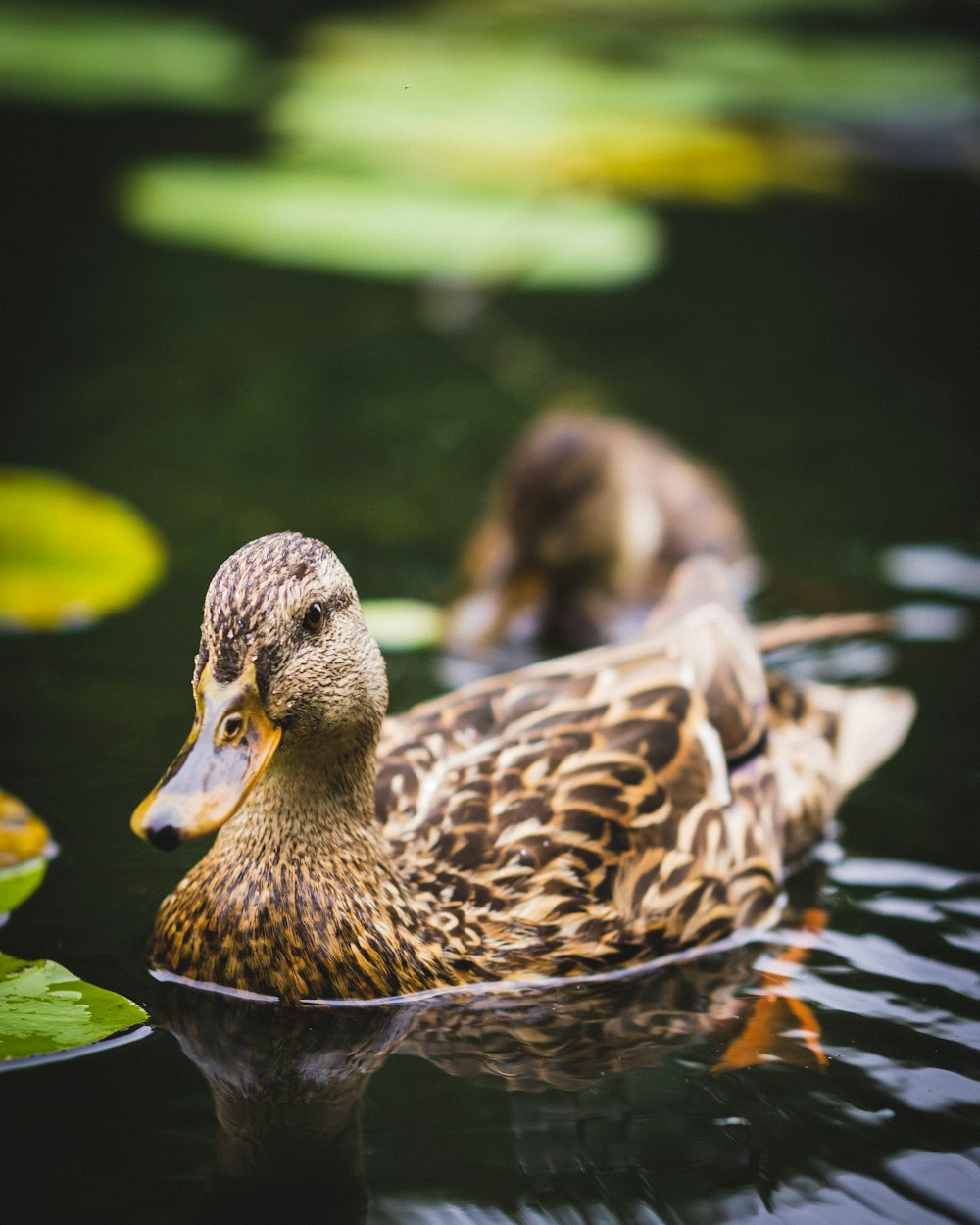 brown duck on water during daytime