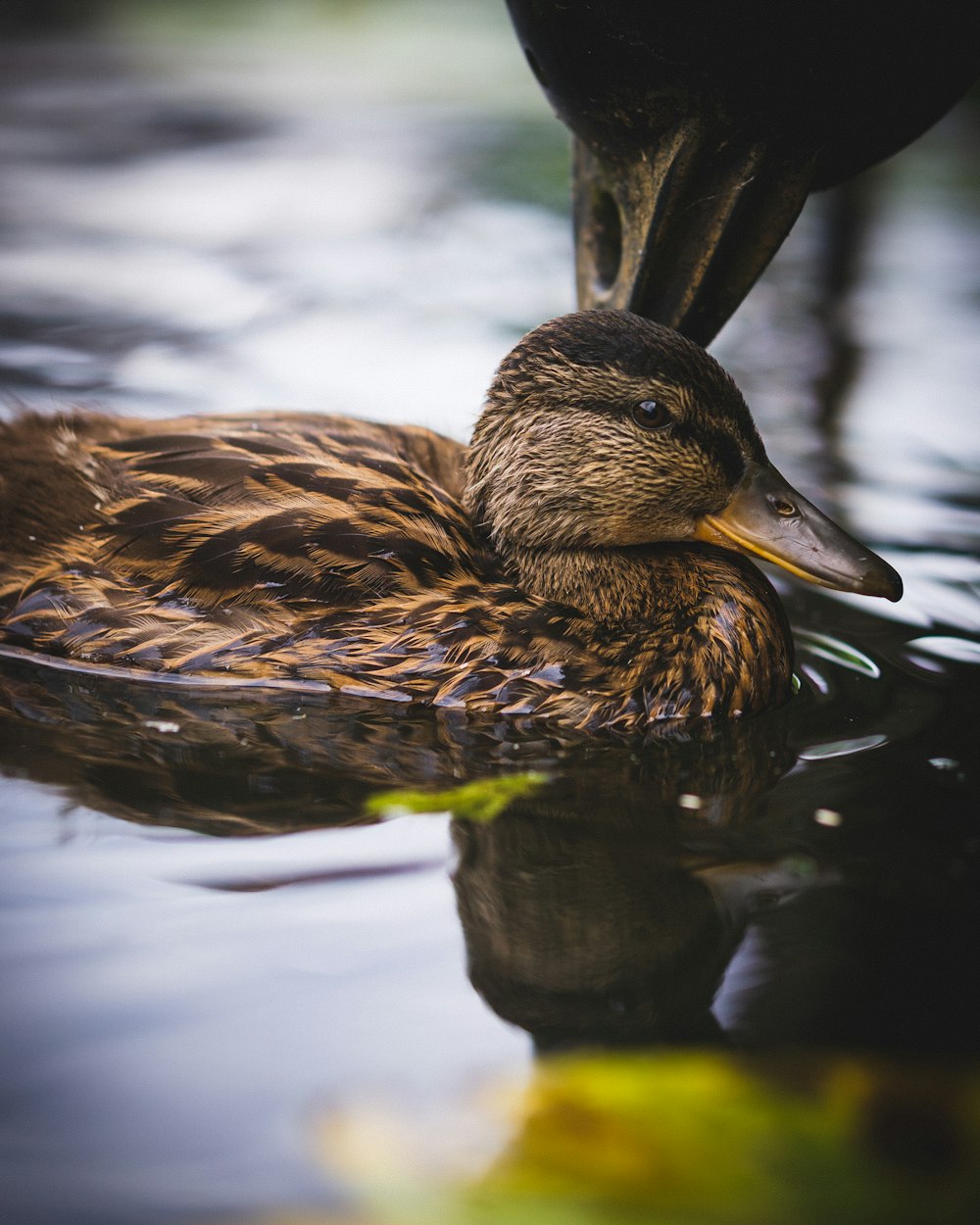 brown duck on water during daytime