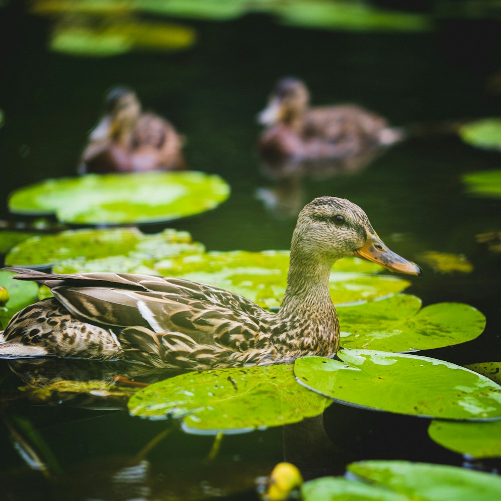 brown duck on water during daytime