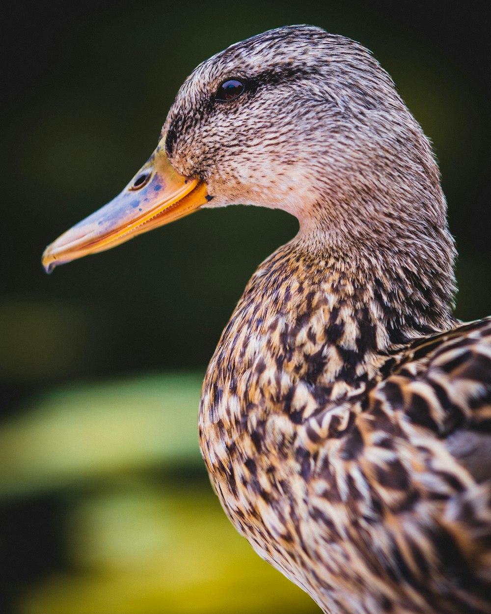 brown duck in tilt shift lens