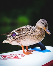A duck with detailed brown and speckled feathers stands on a white surface with red and black markings. Its orange webbed feet contrast with the board beneath it, which has a handle and a hint of blue. The background is softly blurred, suggesting a natural, possibly outdoor setting.