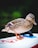 A duck with detailed brown and speckled feathers stands on a white surface with red and black markings. Its orange webbed feet contrast with the board beneath it, which has a handle and a hint of blue. The background is softly blurred, suggesting a natural, possibly outdoor setting.