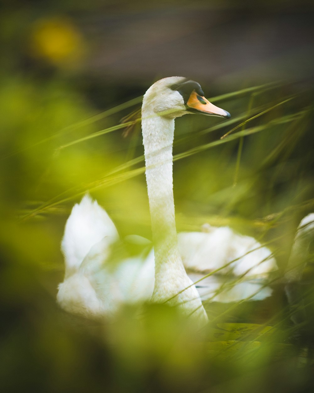 white swan in tilt shift lens