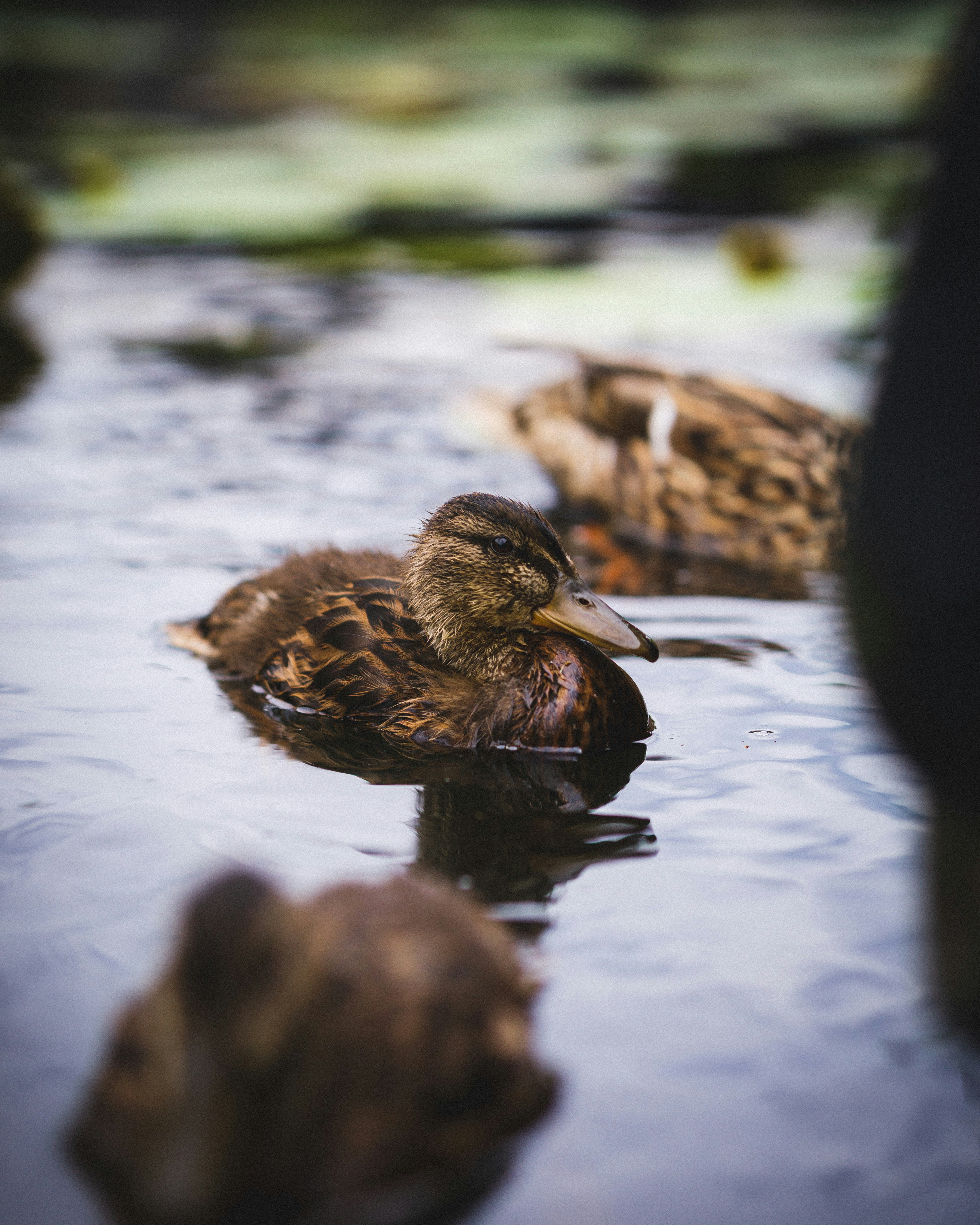 Photo by felixhoffmann