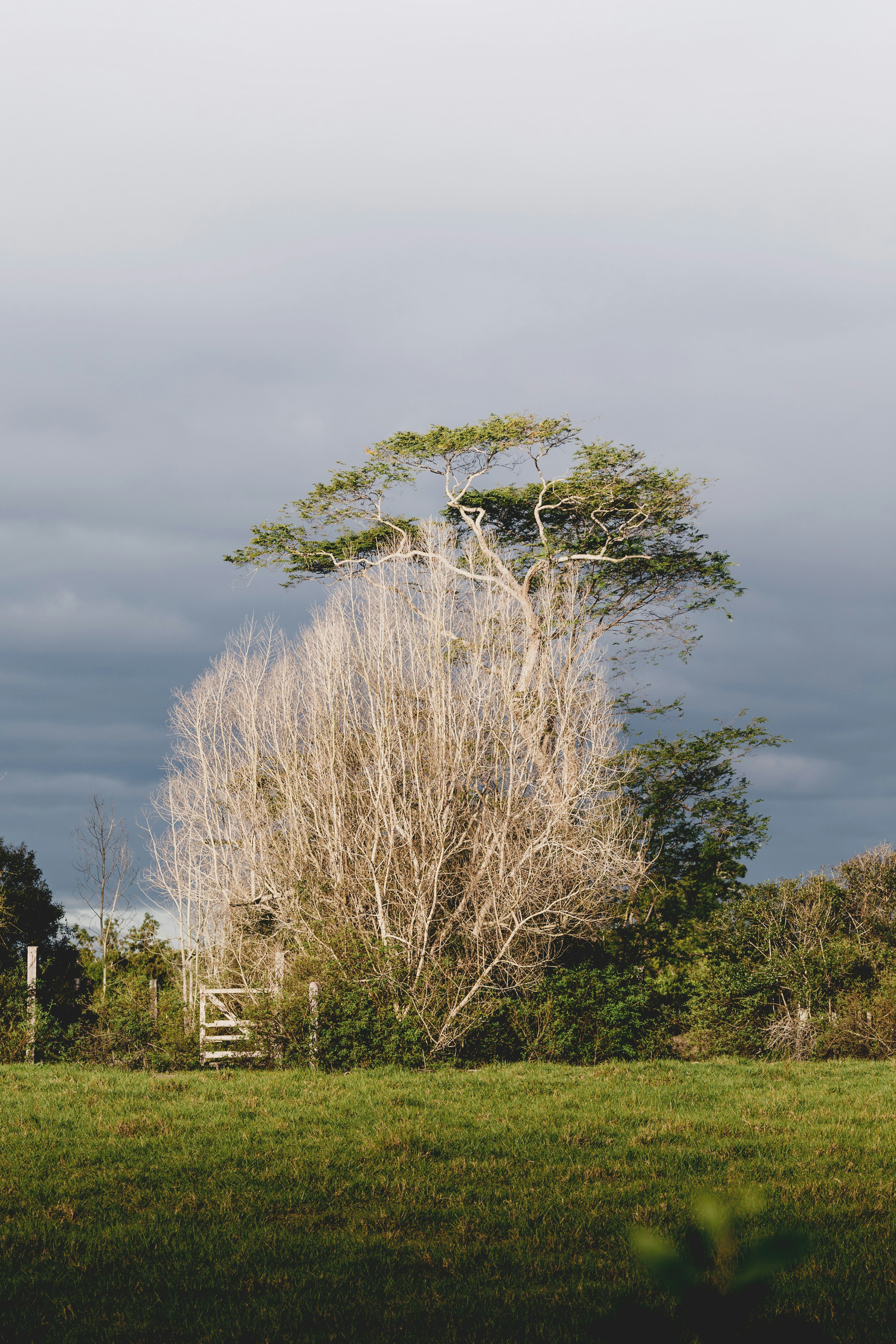 leafless tree on green grass field under gray sky
