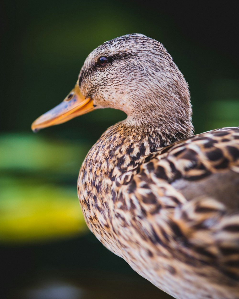brown duck in close up photography
