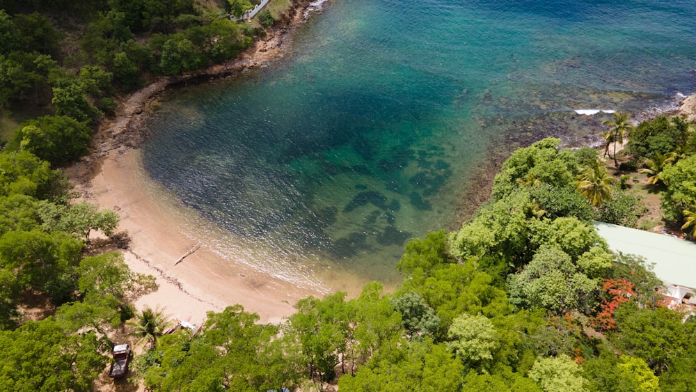 green trees beside body of water during daytime