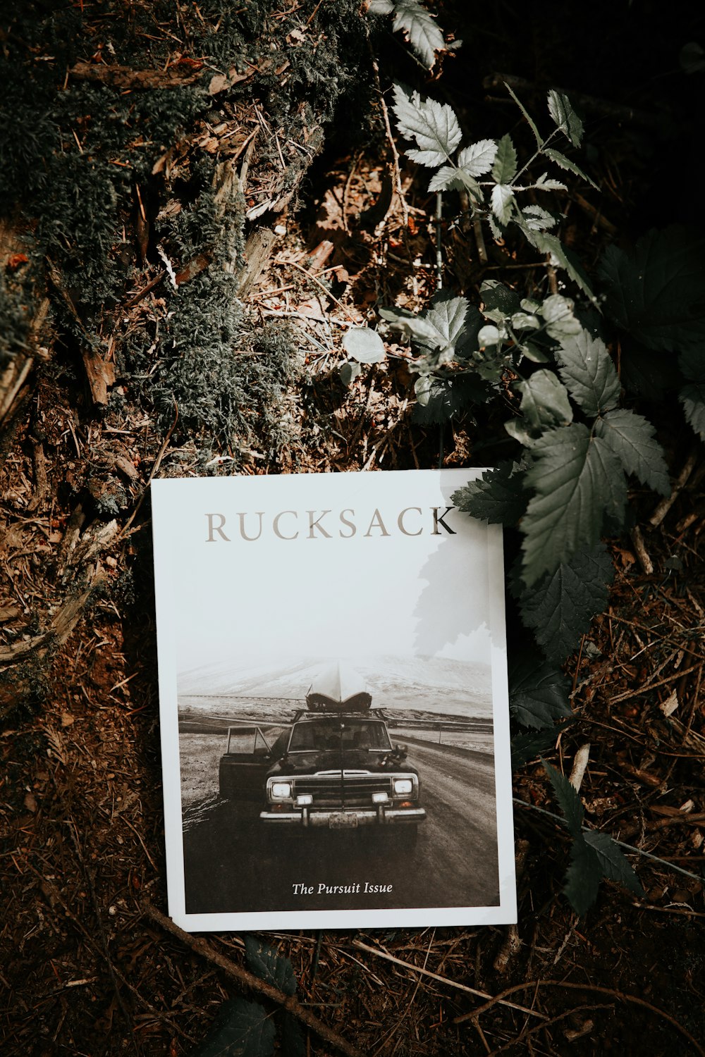 black and white car on brown leaves