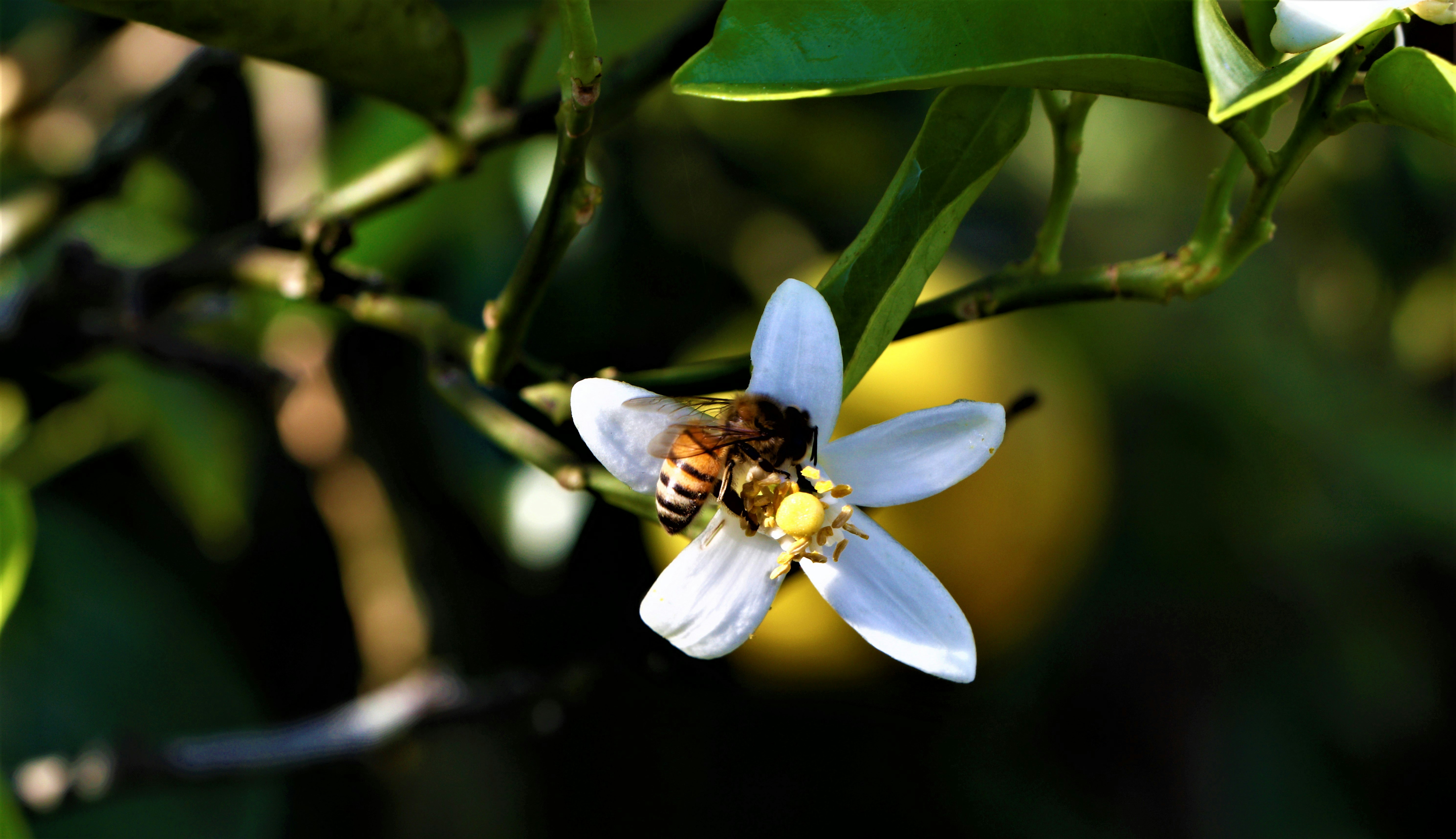 yellow and black bee on white flower