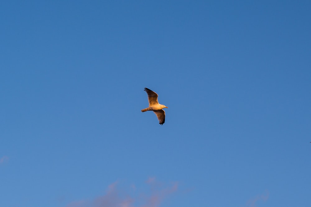 brown bird flying under blue sky during daytime