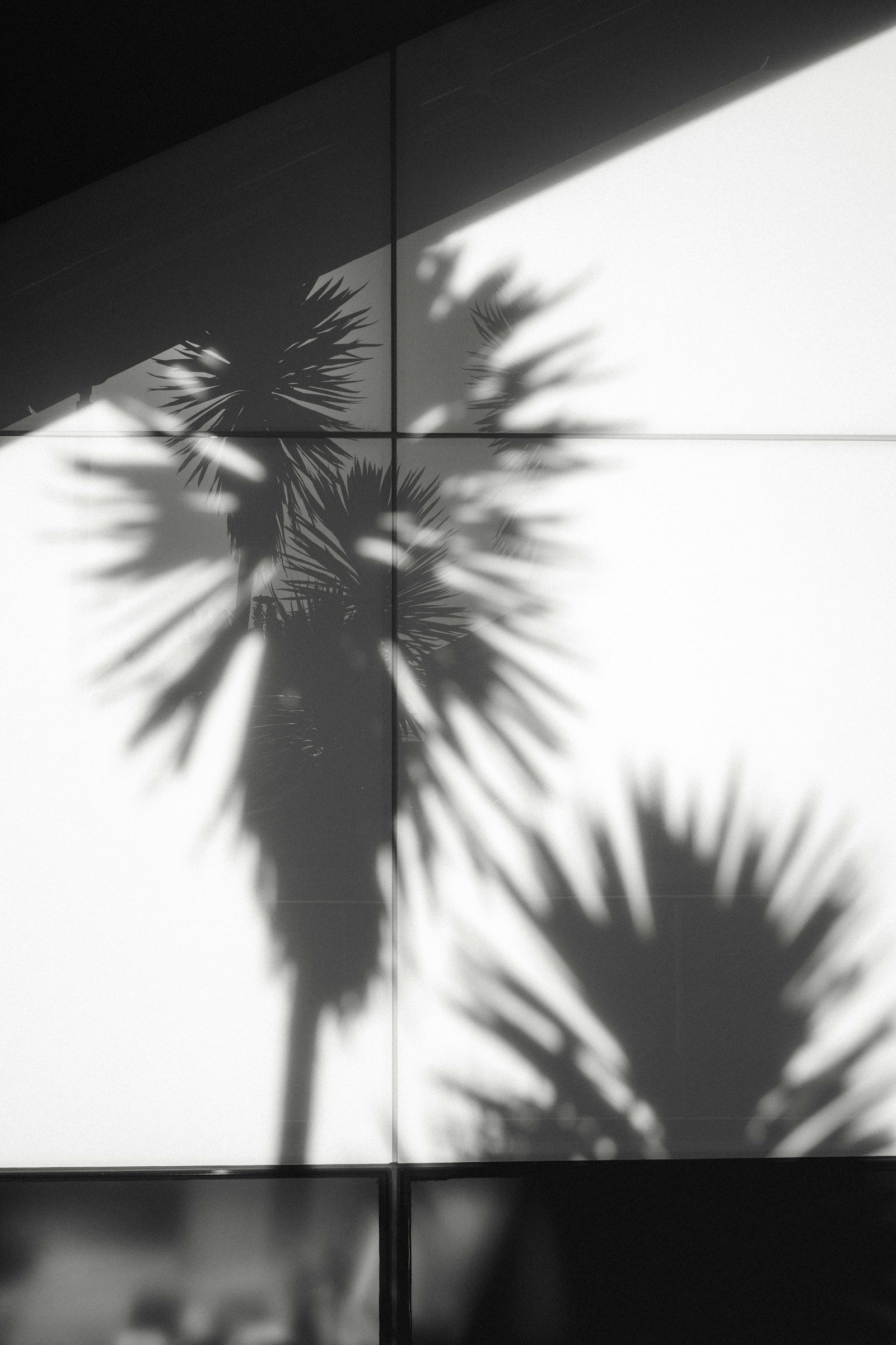Canon EOS R + Canon EF 35mm F1.4L II USM sample photo. Silhouette of palm tree photography