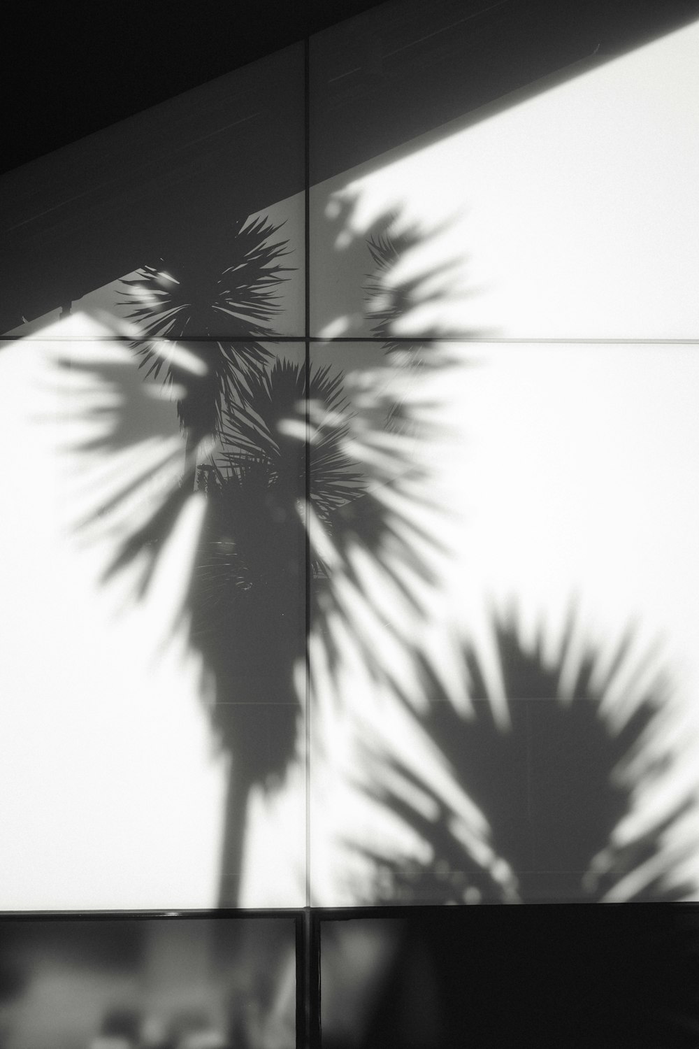 silhouette of palm tree during daytime