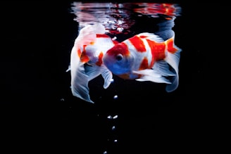 Two goldfish with orange and white scales swim gracefully in dark water, creating a striking contrast. Their fins flow elegantly as they navigate the black background, and small bubbles rise beneath them.